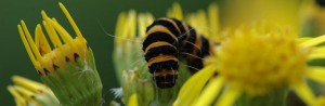 DSC_9356 Cinnabar Caterpillar