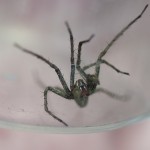 DSC_5856 Spider