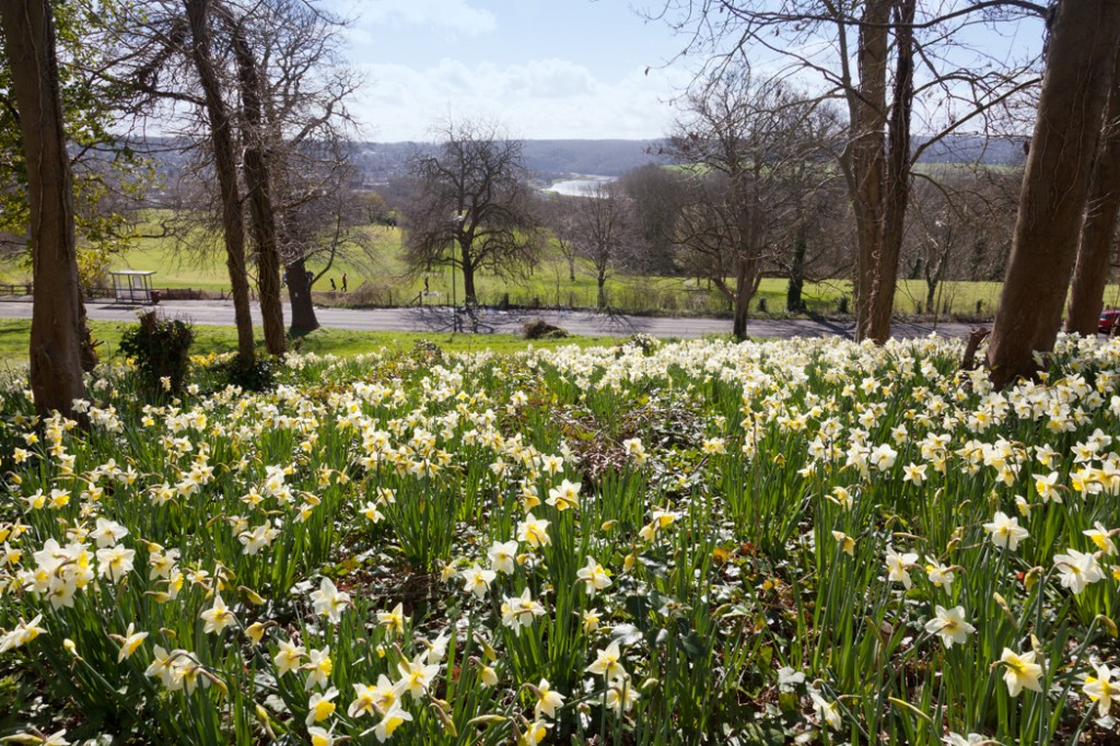 Daffodils abound below the viewing terrace and old Inn overlooking Shirehampton Road. 