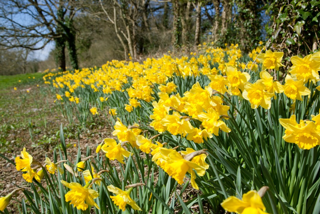 Daffodils abound below the viewing terrace and old Inn overlooking Shirehampton Road. 