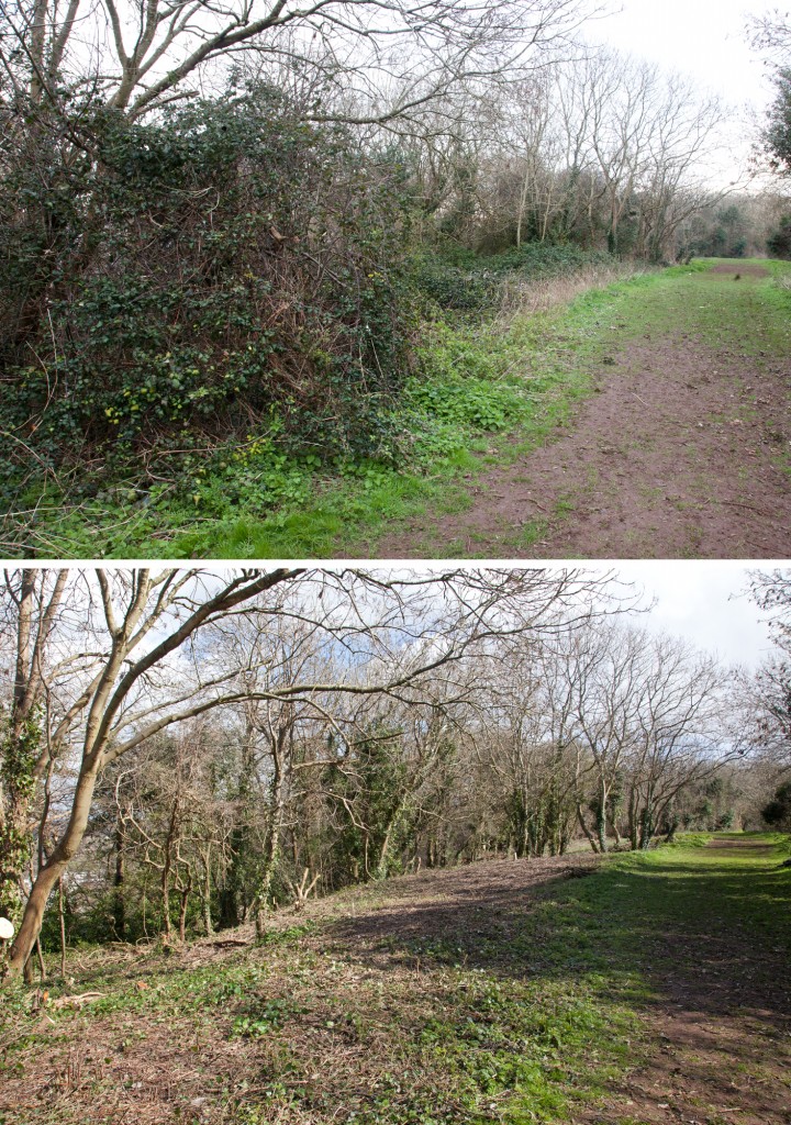 Looking from the Compass Dial back towards the ruins of Penpole Lodge. The wall of brambles and undergrowth can be seen on the left 